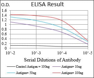 NBN / Nibrin Antibody (aa467-615, clone 7E4C2)