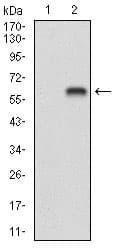 BDNF Antibody (aa19-248, clone 3D9C5)