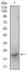 BDNF Antibody (aa19-248, clone 3D9C5)