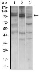 NBN / Nibrin Antibody (aa467-615, clone 7E4A2)