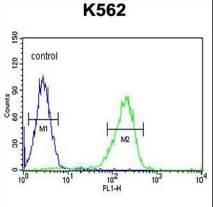 Polyclonal Rabbit anti-Human CLIC6 Antibody (aa539-565, IHC, WB)