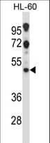 HTR2C / 5-HT2C Receptor Antibody (aa253-282)