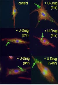 MAP1LC3B / LC3B Antibody (aa89-122)