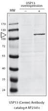 Polyclonal Rabbit anti-Human USP13 Antibody (aa156-186, WB)