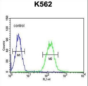 CNGA2 Antibody (aa75-102)