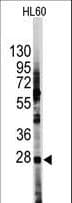 HES1 / HES-1 Antibody (aa9-38)