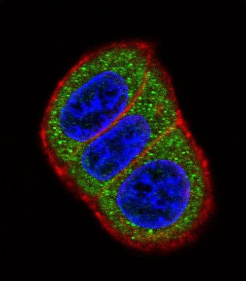 HES1 / HES-1 Antibody (aa9-38)