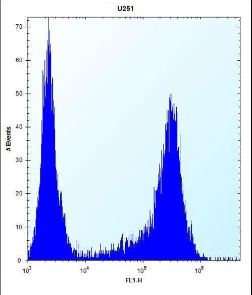 HES1 / HES-1 Antibody (aa9-38)