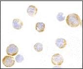 TLR3 Antibody