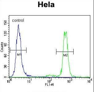 Polyclonal Rabbit anti-Human MAPK3 / ERK1 Antibody (aa1-30, IHC, WB)