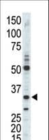 CDK1 / CDC2 Antibody (aa230-260)