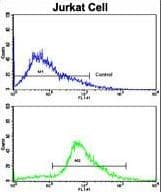 CDK2 Antibody (aa230-260)