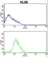 Polyclonal Rabbit anti-Human CDK4 Antibody (aa273-305, IHC, IF, WB)