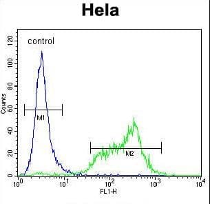 Polyclonal Rabbit anti-Human SRPK1 Antibody (aa1-30, IHC, WB)
