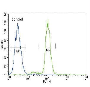 Polyclonal Rabbit anti-Human FER Antibody (aa782-811, IHC, IF, WB)