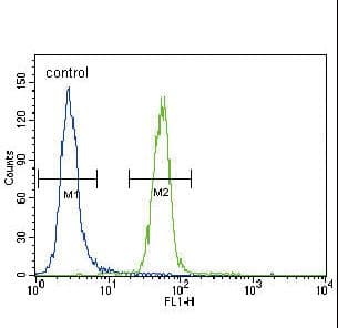 SYN / FYN Antibody (aa13-43)