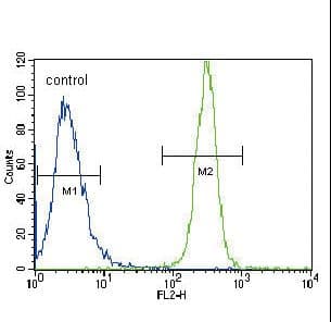 LYN Antibody (aa32-62)