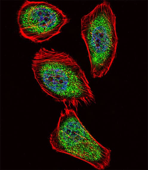 Polyclonal Rabbit anti-Human PDX1 Antibody (aa186-215, IF, WB)