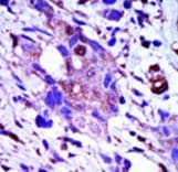 PLK1 / PLK-1 Antibody (aa573-603)