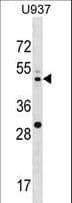 Polyclonal Rabbit anti-Human MAP2K2 / MKK2 / MEK2 Antibody (aa262-292, IHC, IF, WB)