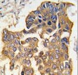 Polyclonal Rabbit anti-Human CASP9 / Caspase 9 Antibody (aa183-211, IHC, IF, WB)