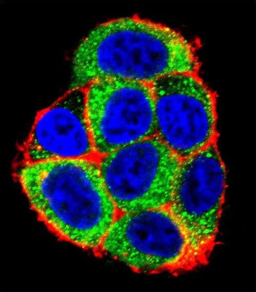 Polyclonal Rabbit anti-Human CASP9 / Caspase 9 Antibody (aa183-211, IHC, IF, WB)