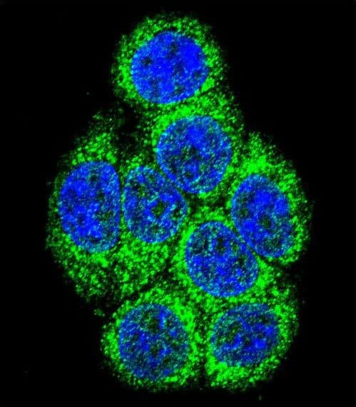 CYP3A43 Antibody (aa242-270)