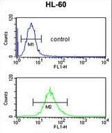 Polyclonal Rabbit anti-Human Selenium Binding Protein 1 Antibody (aa317-344, WB)