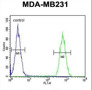 Polyclonal Rabbit anti-Human CLTA / LCA Antibody (aa99-127, IHC, WB)