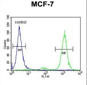 Polyclonal Rabbit anti-Human Cnpy2 / TMEM4 Antibody (aa134-162, WB)