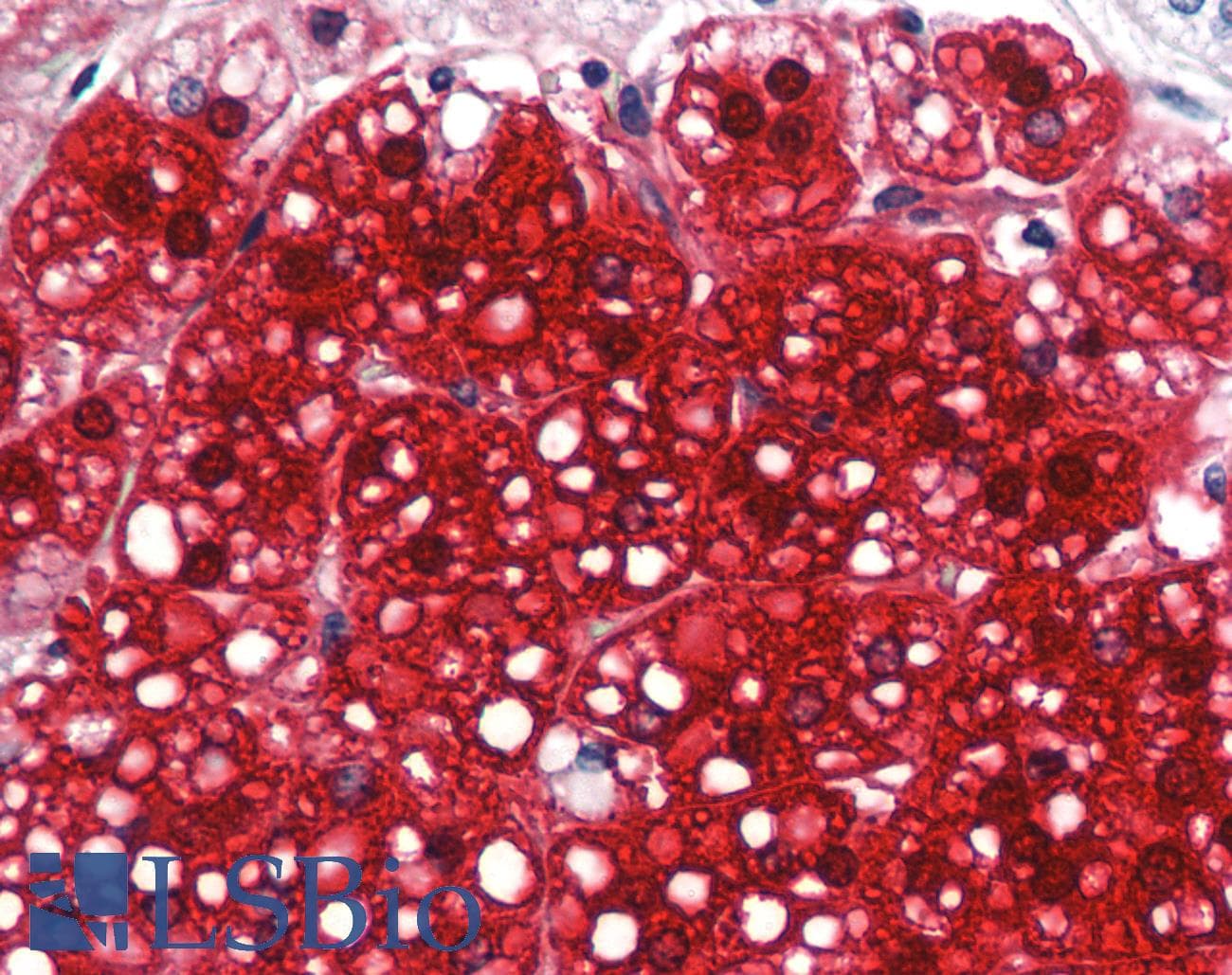 GATA3 Antibody (aa36-85, FITC)