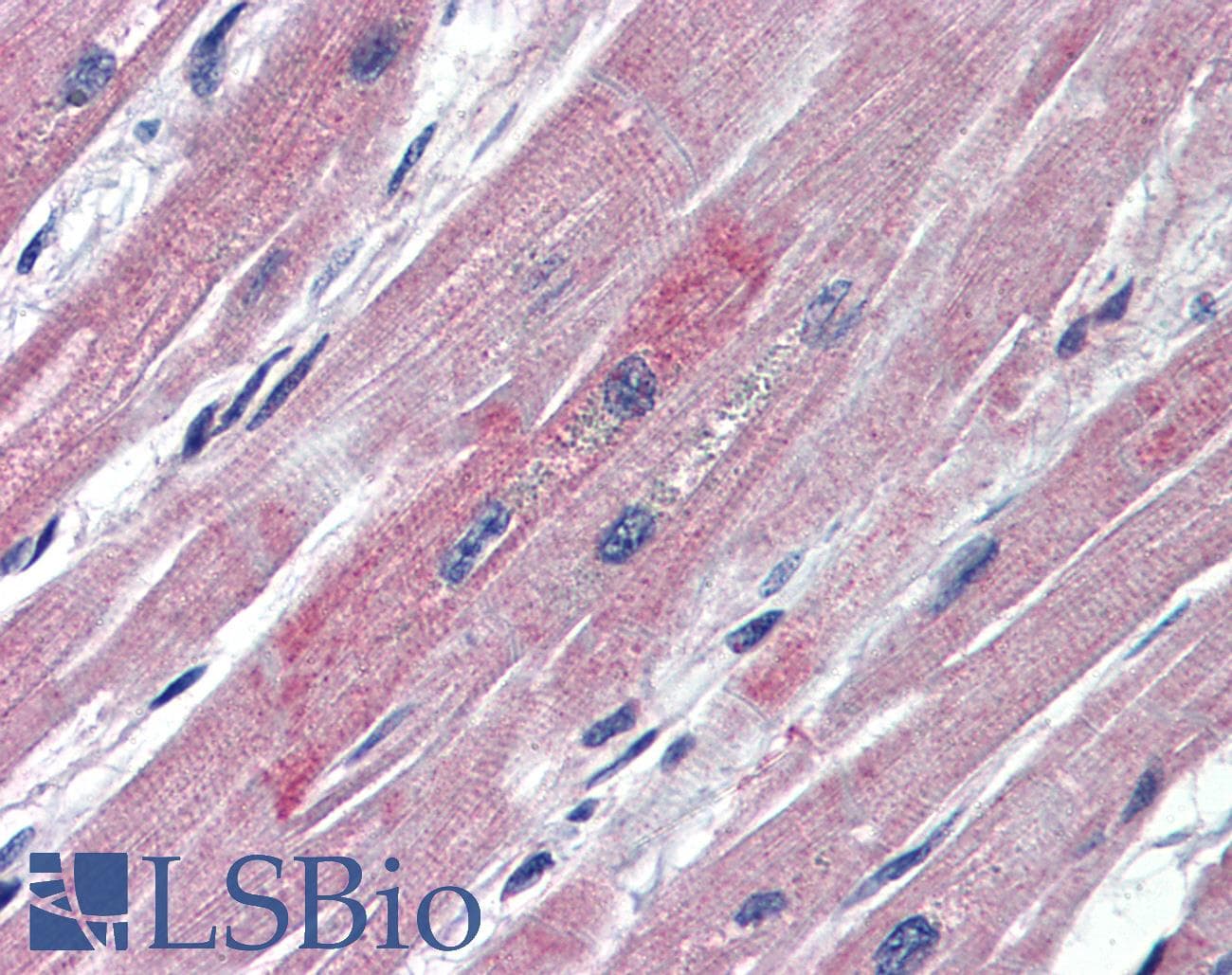 Polyclonal Rabbit anti-Human GATA6 Antibody (FITC, C-Terminus, IHC, WB)