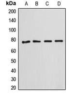 ANXA6/Annexin A6/Annexin VI Antibody (N-Terminus)