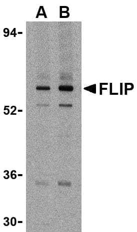 Polyclonal Rabbit anti-Human CFLAR / FLIP Antibody (IHC, IF, WB)