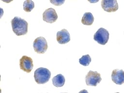 Polyclonal Rabbit anti-Human CFLAR / FLIP Antibody (IHC, IF, WB)