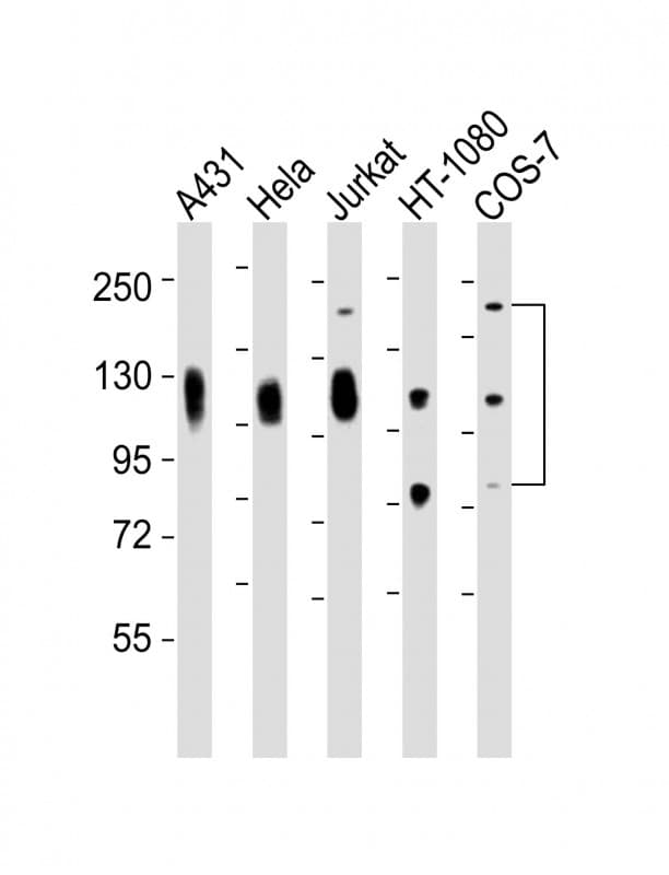 LAMP1 / CD107a Antibody (clone 1483CT517.45.23)