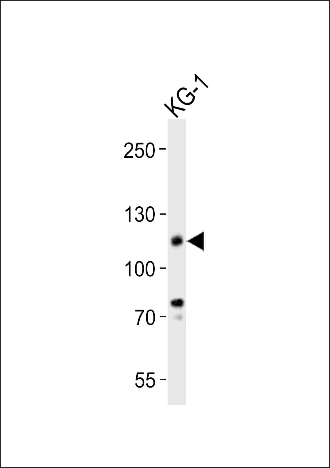 CD34 Antibody (aa356-390)