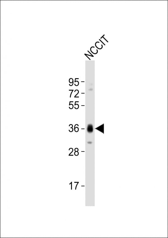 SOX2 Antibody (aa34-68)