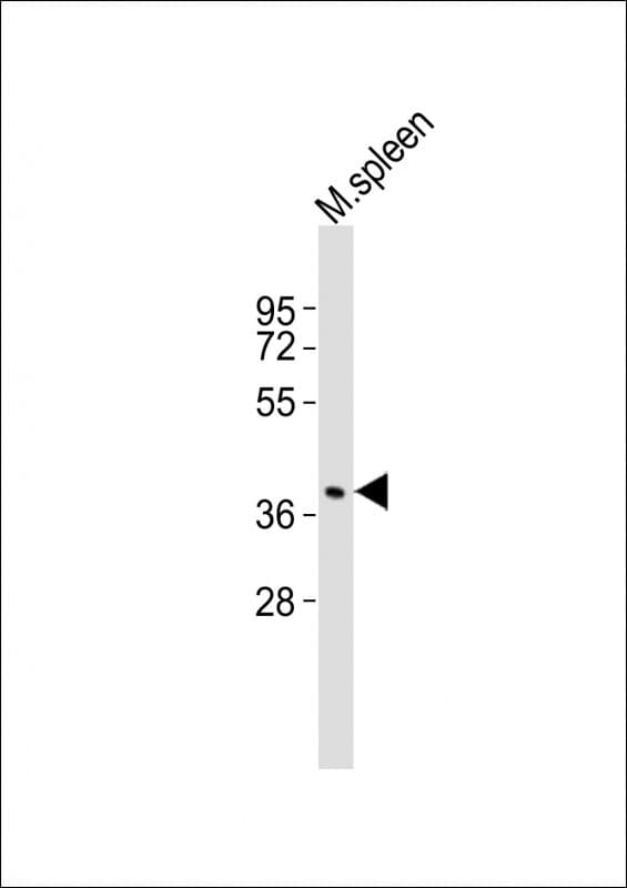 Polyclonal Rabbit anti-Mouse TAL1 Antibody (aa154-188, WB)