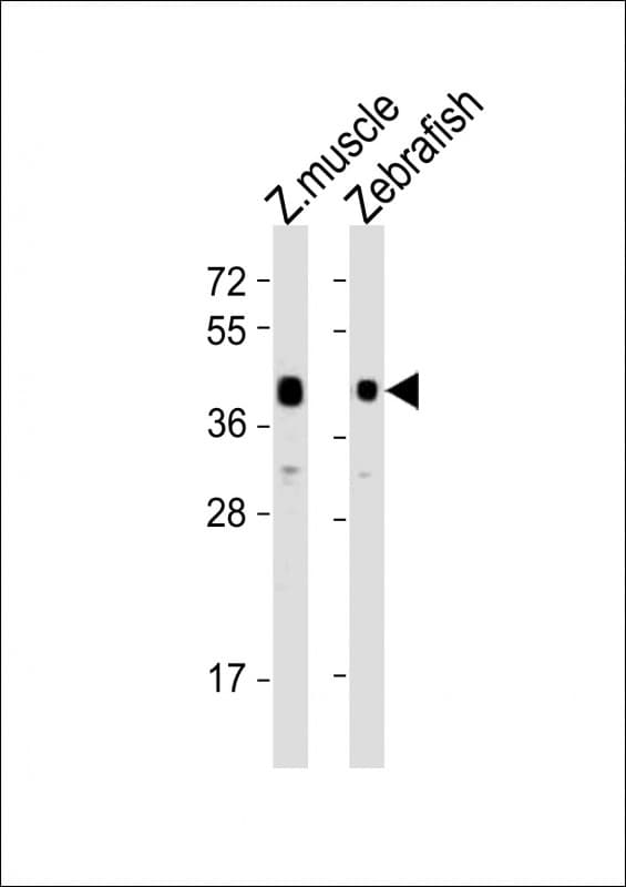 adra2db Antibody (aa323-356)