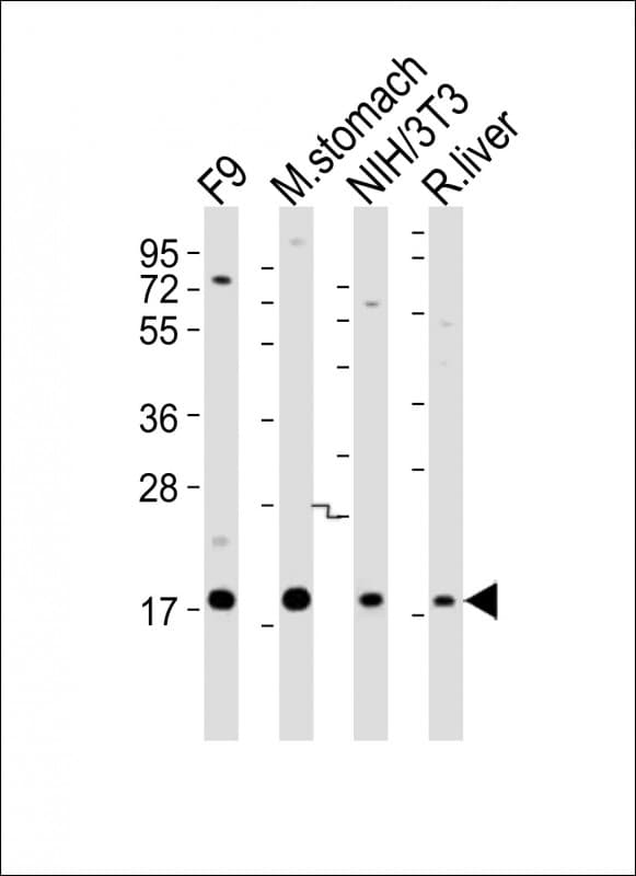 Polyclonal Rabbit anti-Mouse SHH / Sonic Hedgehog Antibody (aa58-91, WB)