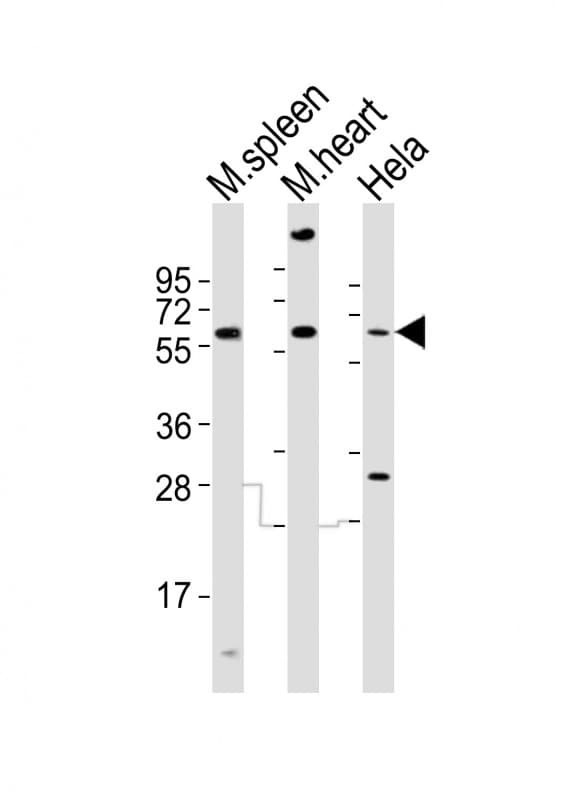 Polyclonal Rabbit anti-Mouse RAD9A / RAD9 Antibody (aa279-313, WB)