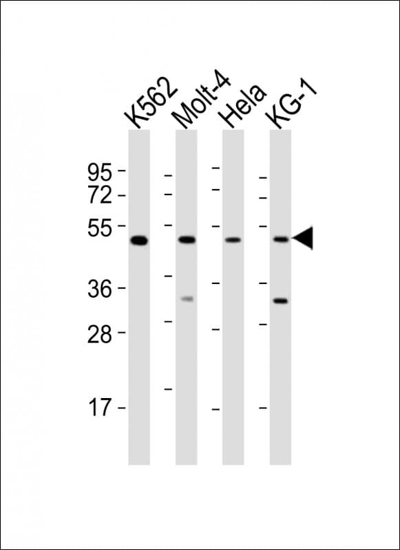 Polyclonal Rabbit anti-Human GATA2 Antibody (aa212-246, WB)