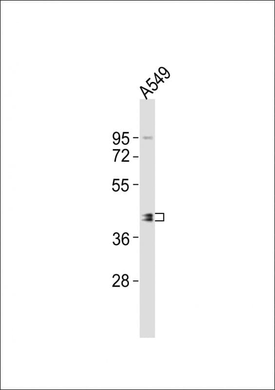 Polyclonal Rabbit anti-Human BMI1 / PCGF4 Antibody (aa230-265, WB)