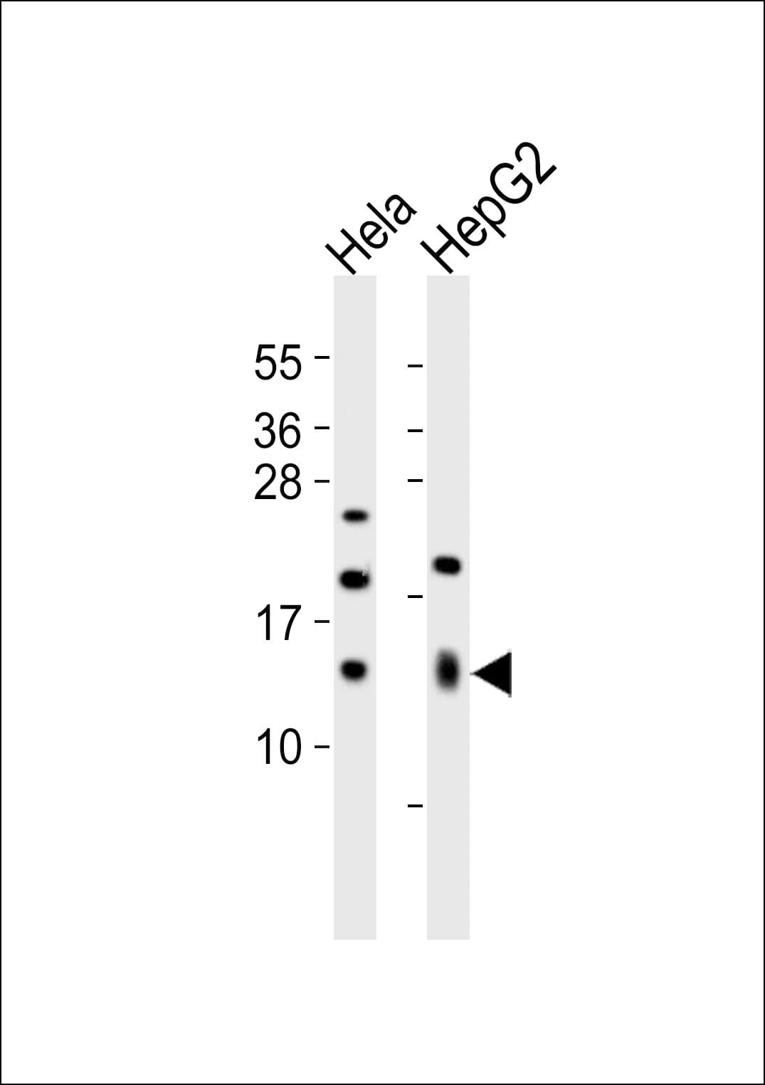 Polyclonal Rabbit anti-Human Histone H4 Antibody (WB)