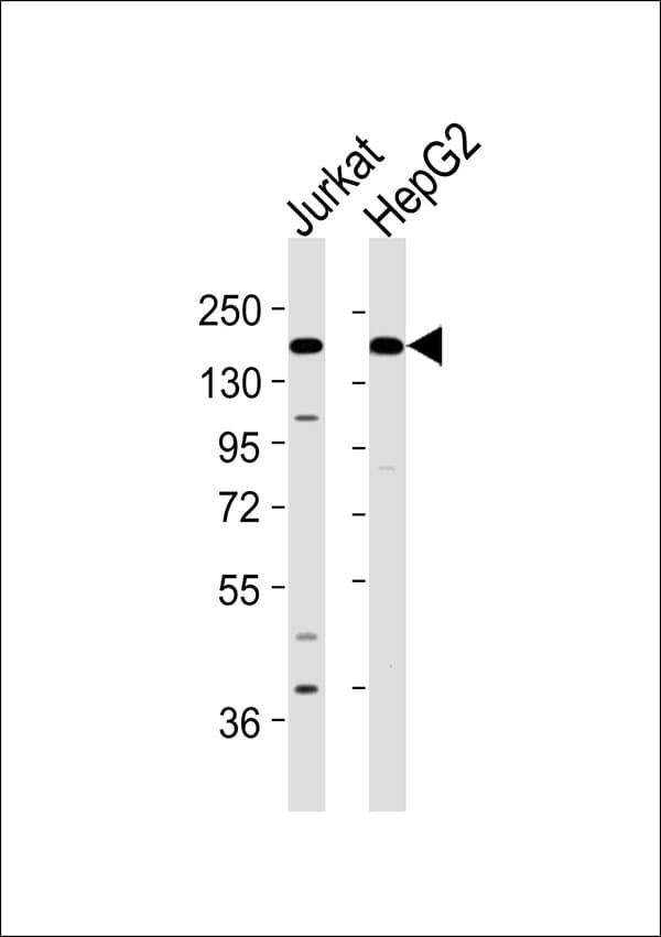MAST3 Antibody