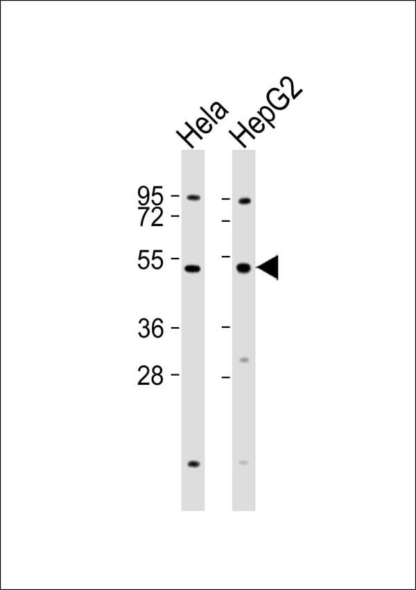 Polyclonal Rabbit anti-Human INHBA / Inhibin Beta A Antibody (WB)
