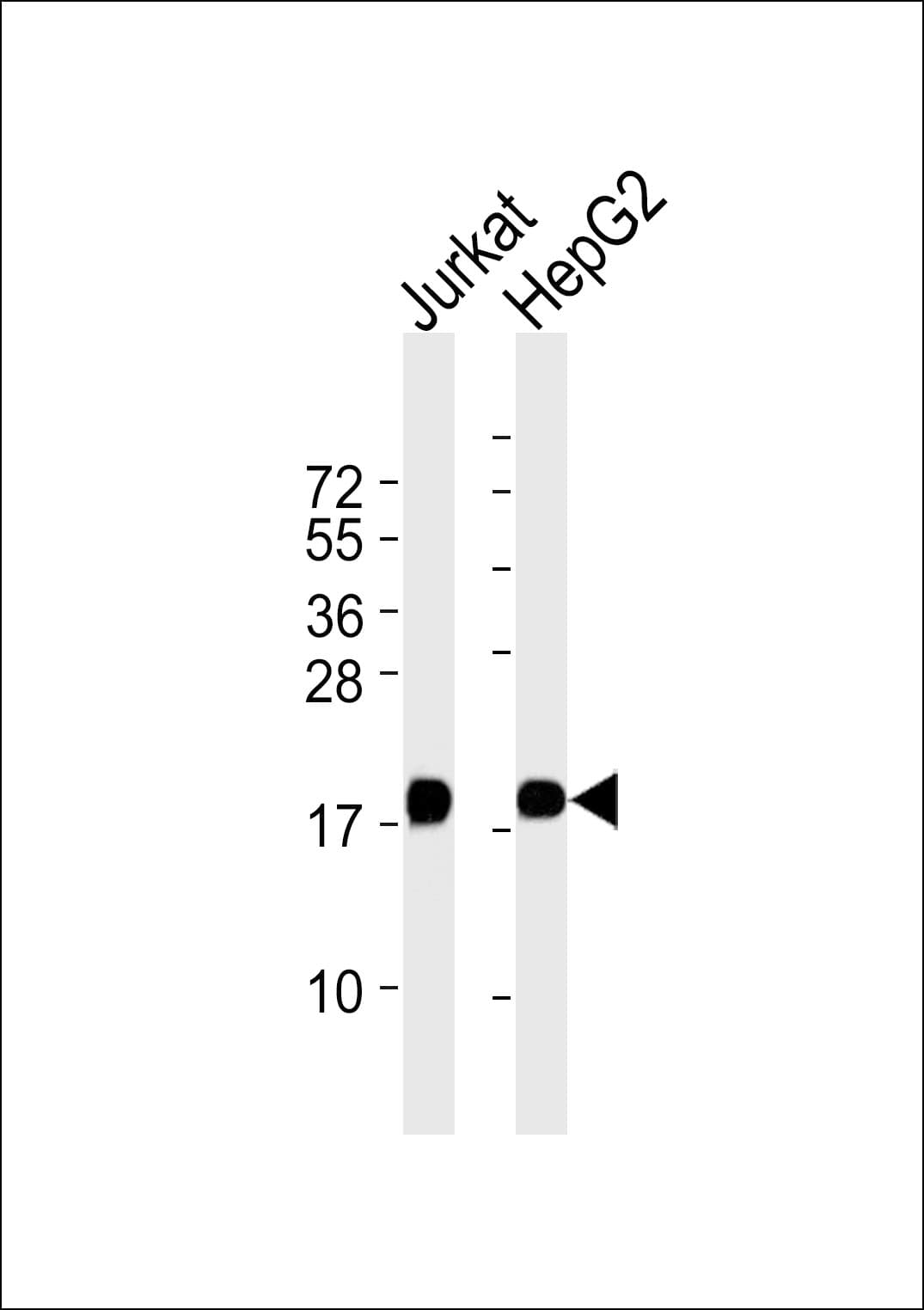EIF5A Antibody