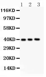 Polyclonal Rabbit anti-Mouse AHSG / Fetuin A Antibody (aa19-345, WB)