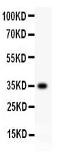 CD63 Antibody (aa97-238)